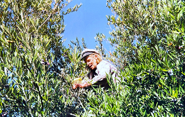 Carolina Matthews Picking Olives on Amorgos