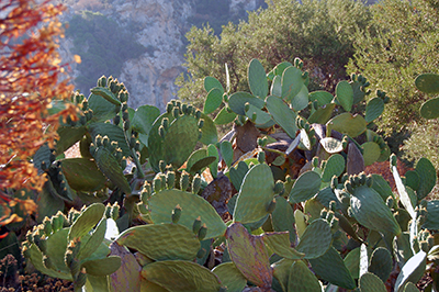 Image of a Prickly Pear cactus in Stroumbo, Amorgos